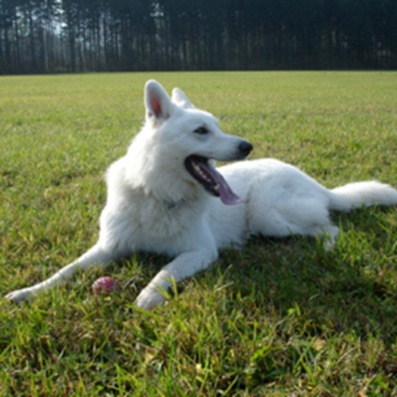 Hunde-Verhaltensberatung und Einzeltraining - Hund auf der Wiese