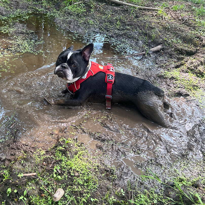 süßer Hund im Schlamm