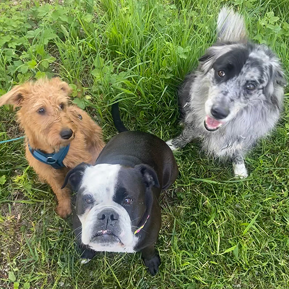 Hundeblick von verschiedenen Hunden