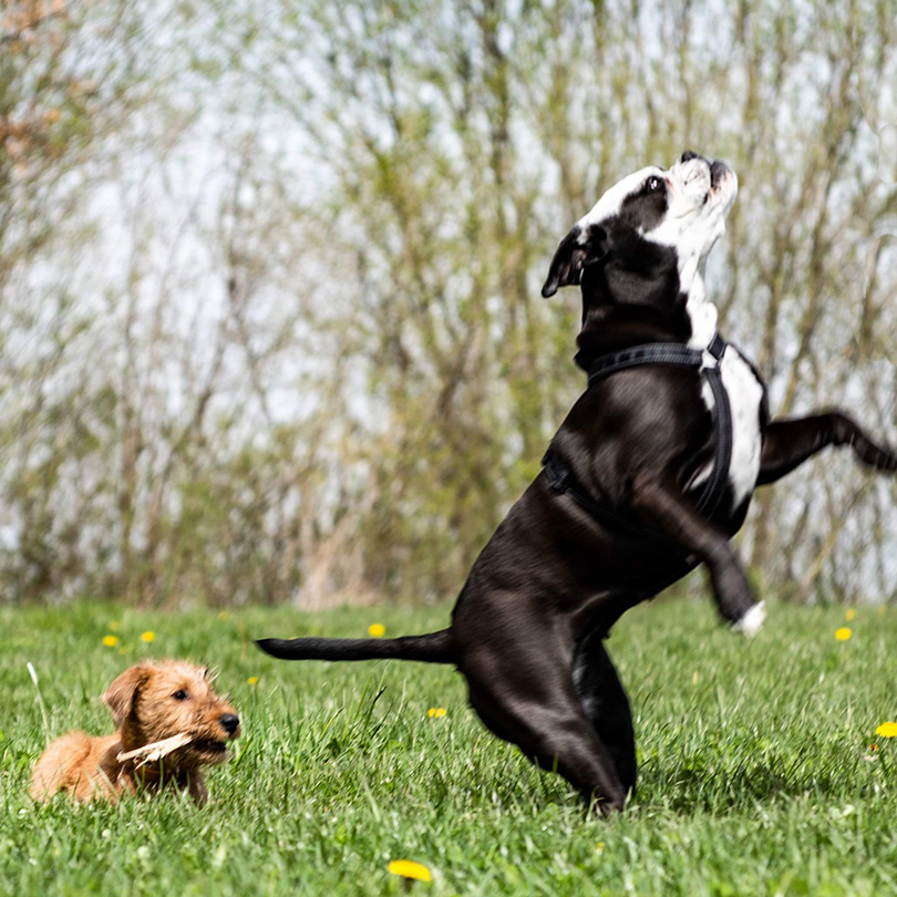spielende Hunde auf der Wiese Hunde-Verhaltensberatung und Training