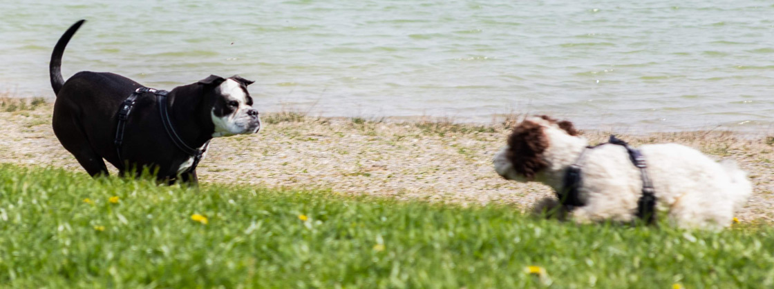 spielende Hunde am Wasser