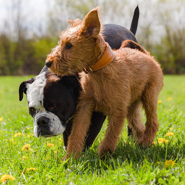 Hunde-Verhaltensberatung und Hunde-Training - spielende Hunde